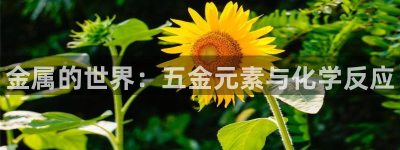 天宏娱乐小号怎么玩